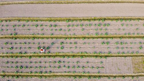 High angle view of rice field