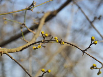 Low angle view of flowering plant on branch