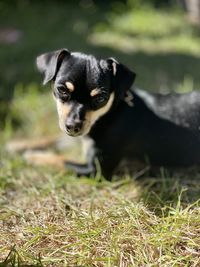 Close-up of dog