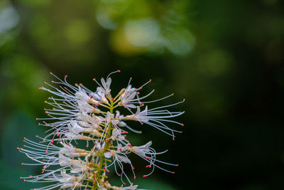 Close-up of plant against tree