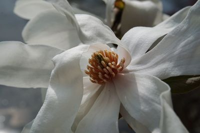 Close-up of white flowering plant