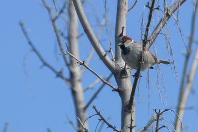 Low angle view of bird perching on tree against sky