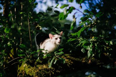 Portrait of cat sitting on tree