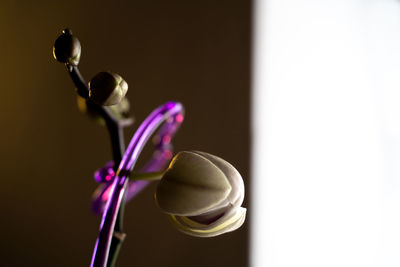 Close-up of white rose on table