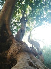 Low angle view of tree in forest