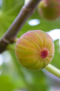 Close-up of fruit growing on tree