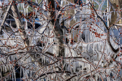 Full frame shot of tree