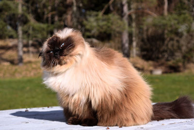 Portrait of an animal