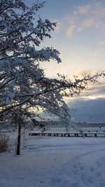 Snow covered tree against sky