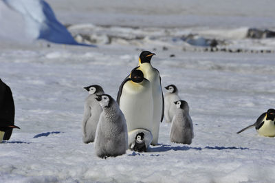 View of birds on snow covered land