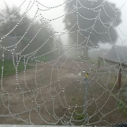 Close-up of water drops on spider web