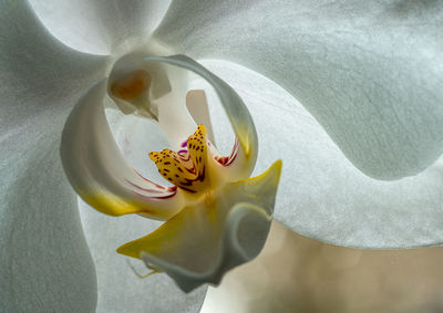 Close-up of white orchid