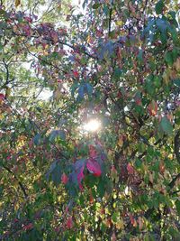 Low angle view of sunlight streaming through flowering tree