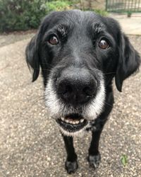 Portrait of black dog standing outdoors