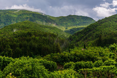 Scenic view of forest against sky