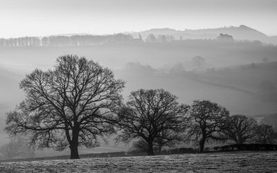 Bare trees on landscape against sky