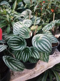 High angle view of fresh cactus plants