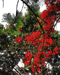 Low angle view of trees