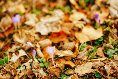 Close-up of dry leaves on field