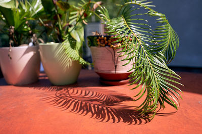 Close-up of potted plant on table