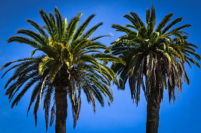 Low angle view of palm trees against clear blue sky