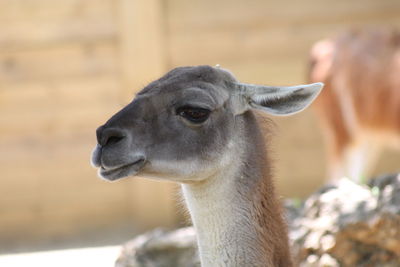 Close-up of a horse