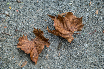 High angle view of dry maple leaf on land