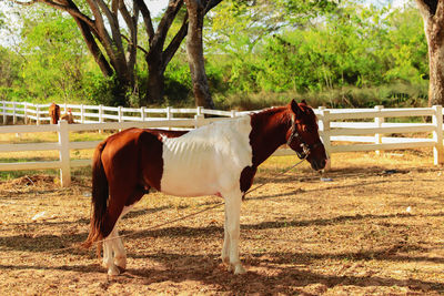 Horse standing in ranch