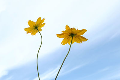 Low angle view of yellow flowering plant against sky