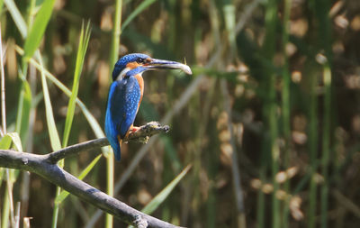 Close-up of bird perching on branch