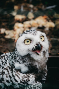 Close-up portrait of owl perching