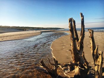 Driftwood at beach against clear sky