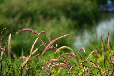 Close-up of plants