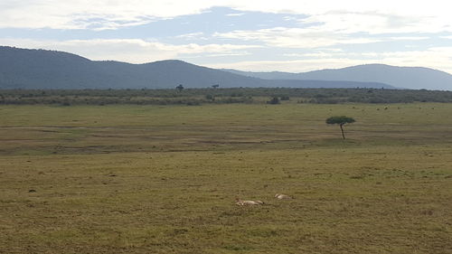 Scenic view of field against sky