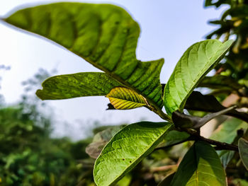 Guava is a common tropical fruit cultivated in many tropical and subtropical regions.