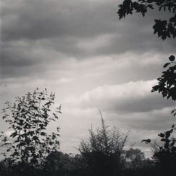 Low angle view of tree against cloudy sky