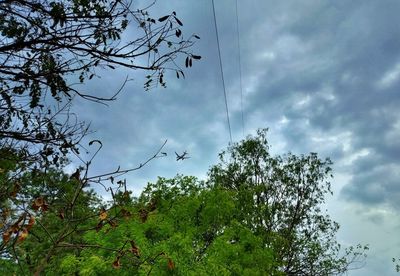 Low angle view of tree against sky