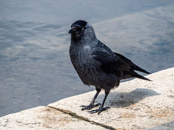 Close-up of a bird