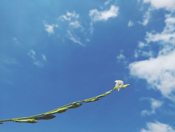 Low angle view of flowering plant against blue sky