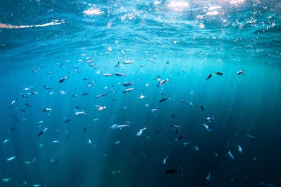 Flock of fish swimming in sea