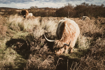 Cows grazing on field against sky