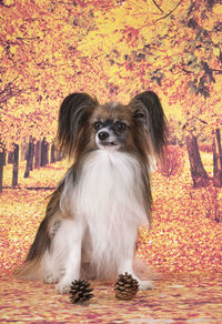 Portrait of dog sitting on rock during autumn