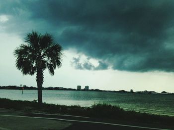 Palm trees against cloudy sky