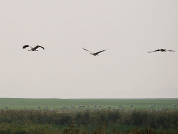 Birds flying in the sky