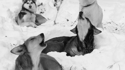 Close-up of dog relaxing on snow