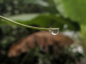 Close-up of water drops on blade of plant