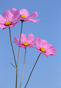 Low angle view of pink cosmos flowers against sky