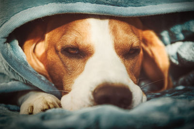 Close-up portrait of dog resting under blanket