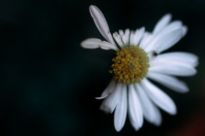 Close-up of white daisy flower against black background