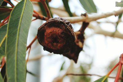 Close-up of fruit growing on tree